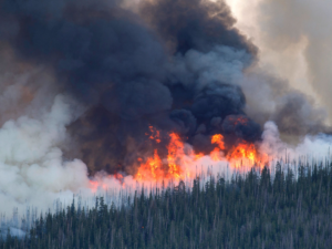 Wildfire Wildfire